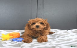 Mini Goldendoodle dogs for sale: Miley - Image 7