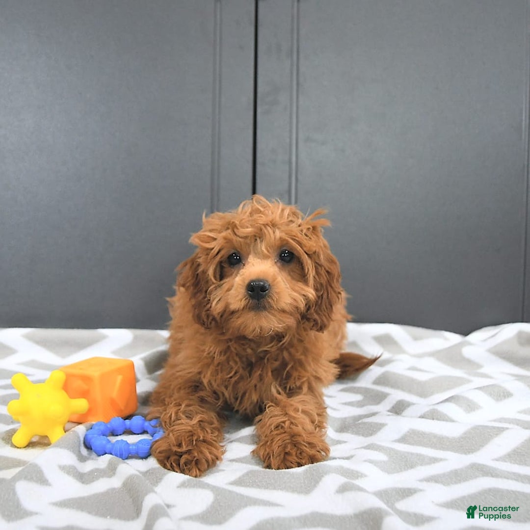 Mini Goldendoodle dogs for sale: Miley - Image 7