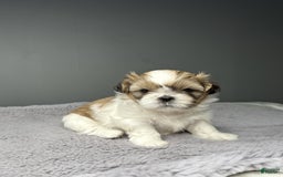Shih Tzu dogs for sale: Bella - Image 8