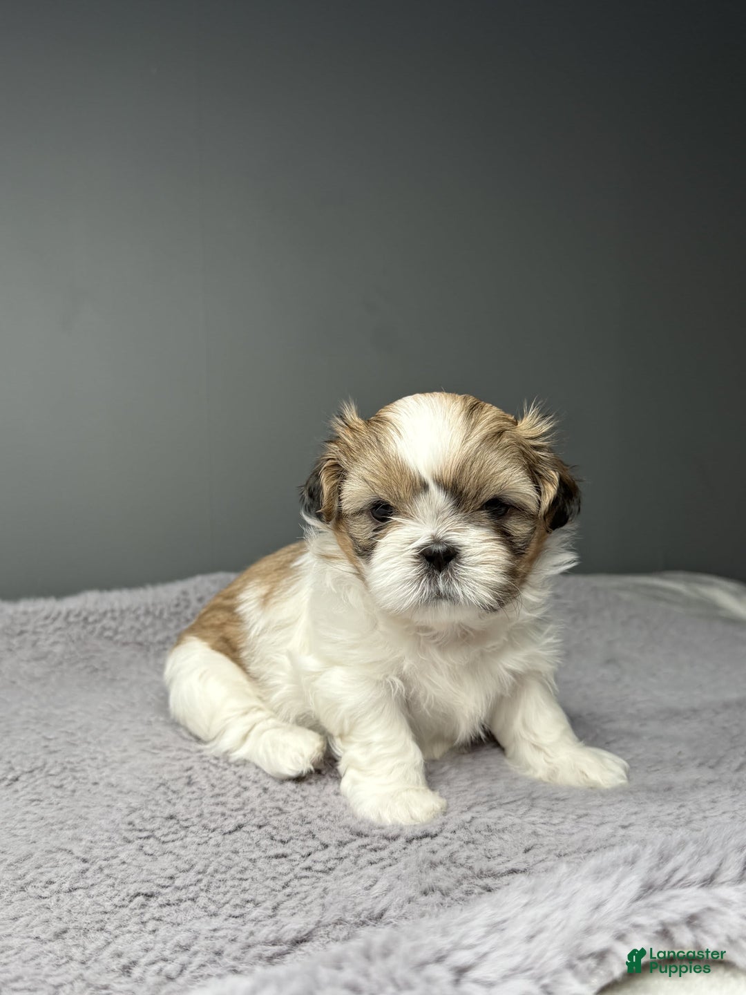 Shih Tzu dogs for sale: Bella - Image 8