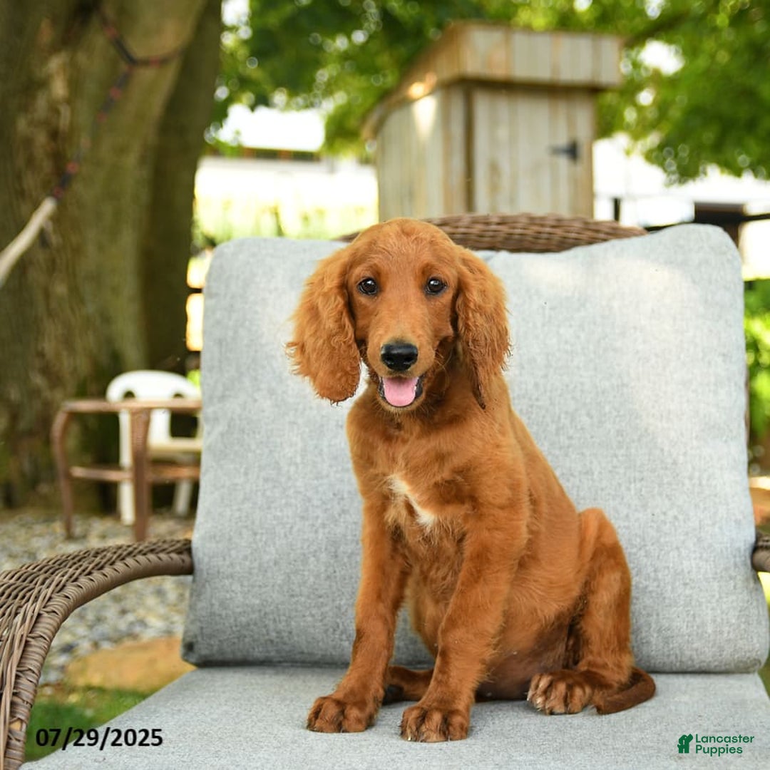 Goldendoodle dogs for sale: Sophie - Image 7