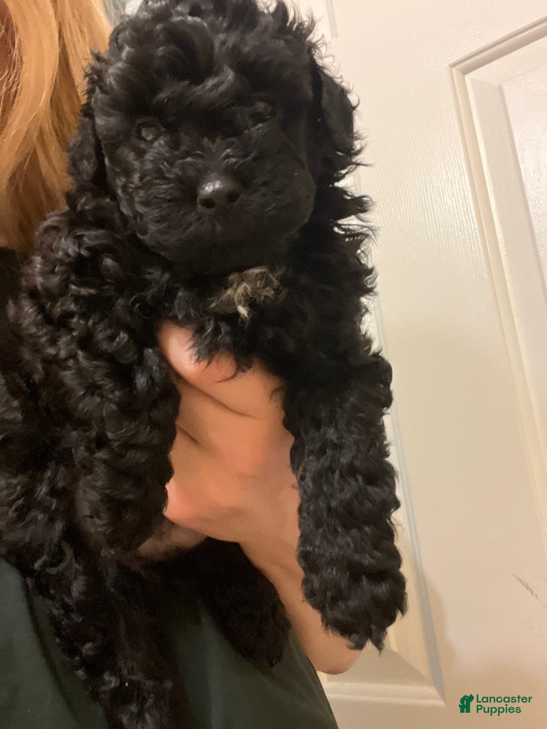 Miniature Poodle dogs for sale: Sonic - Image 20