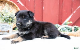 German Shepherd dogs for sale: Scruffy - Image 5