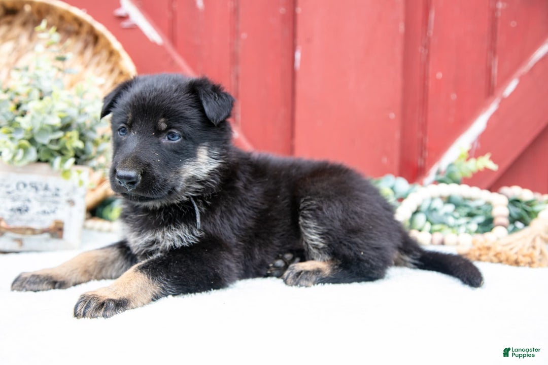 German Shepherd dogs for sale: Scruffy - Image 5