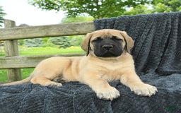 English Mastiff dogs for sale: Macey - Image 5