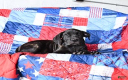 Cane Corso dogs for sale: Sage - Image 2