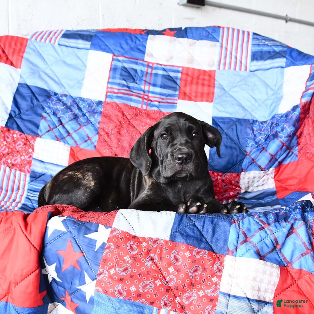 Cane Corso dogs for sale: Sage - Image 2