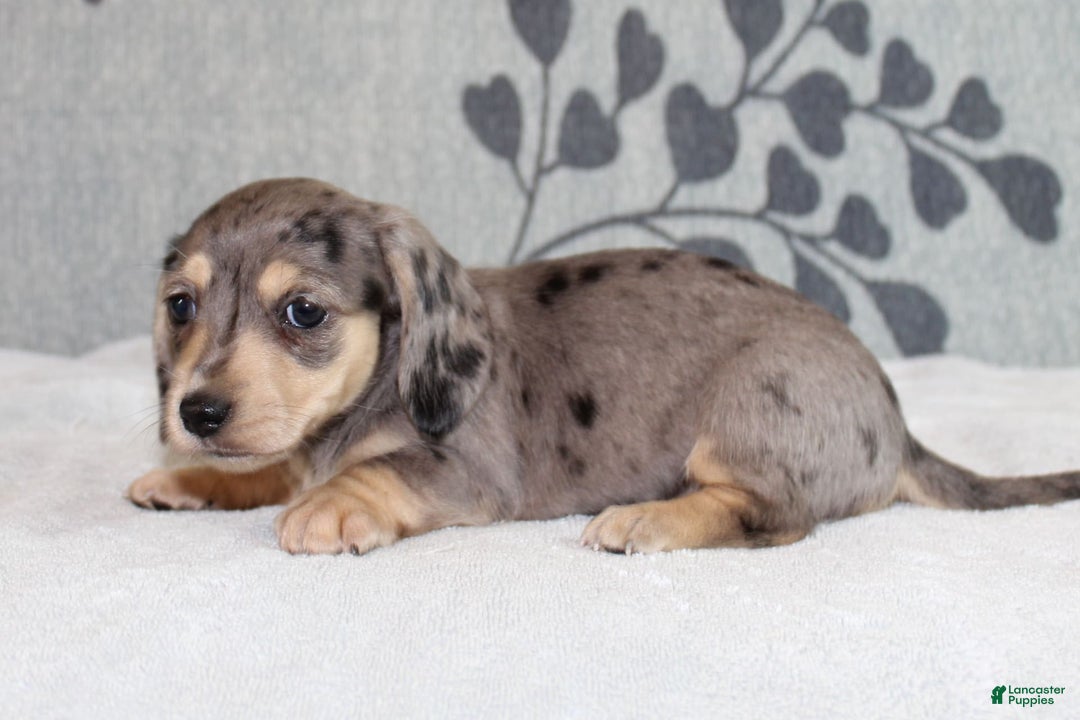 Miniature Dachshund dogs for sale: Leia - Image 5