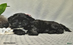 Shihpoo dogs for sale: Rain - Image 2