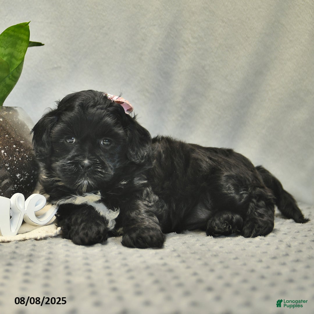 Shihpoo dogs for sale: Rain - Image 2