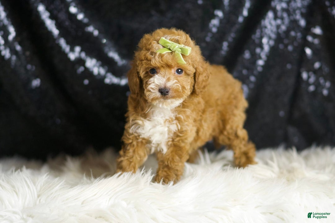 Toy Poodle dogs for sale: Flynn - Image 1