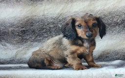 Miniature Dachshund dogs for sale: Trenton - Image 5