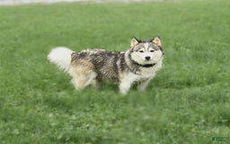 Pomsky dogs for sale: Lemon - Image 11