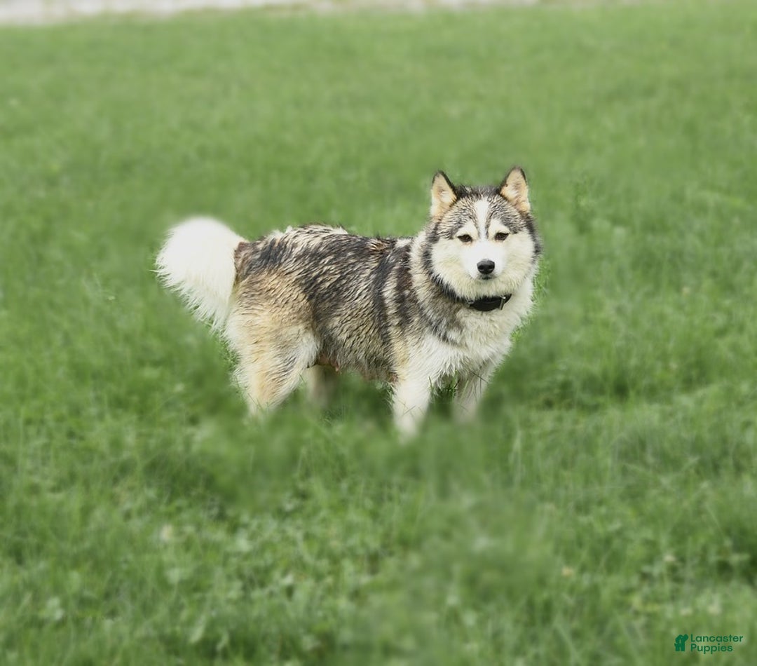 Pomsky dogs for sale: Lemon - Image 11