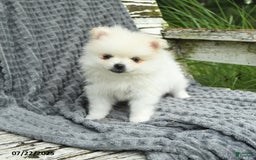 Pomeranian dogs for sale: Winston - Image 1