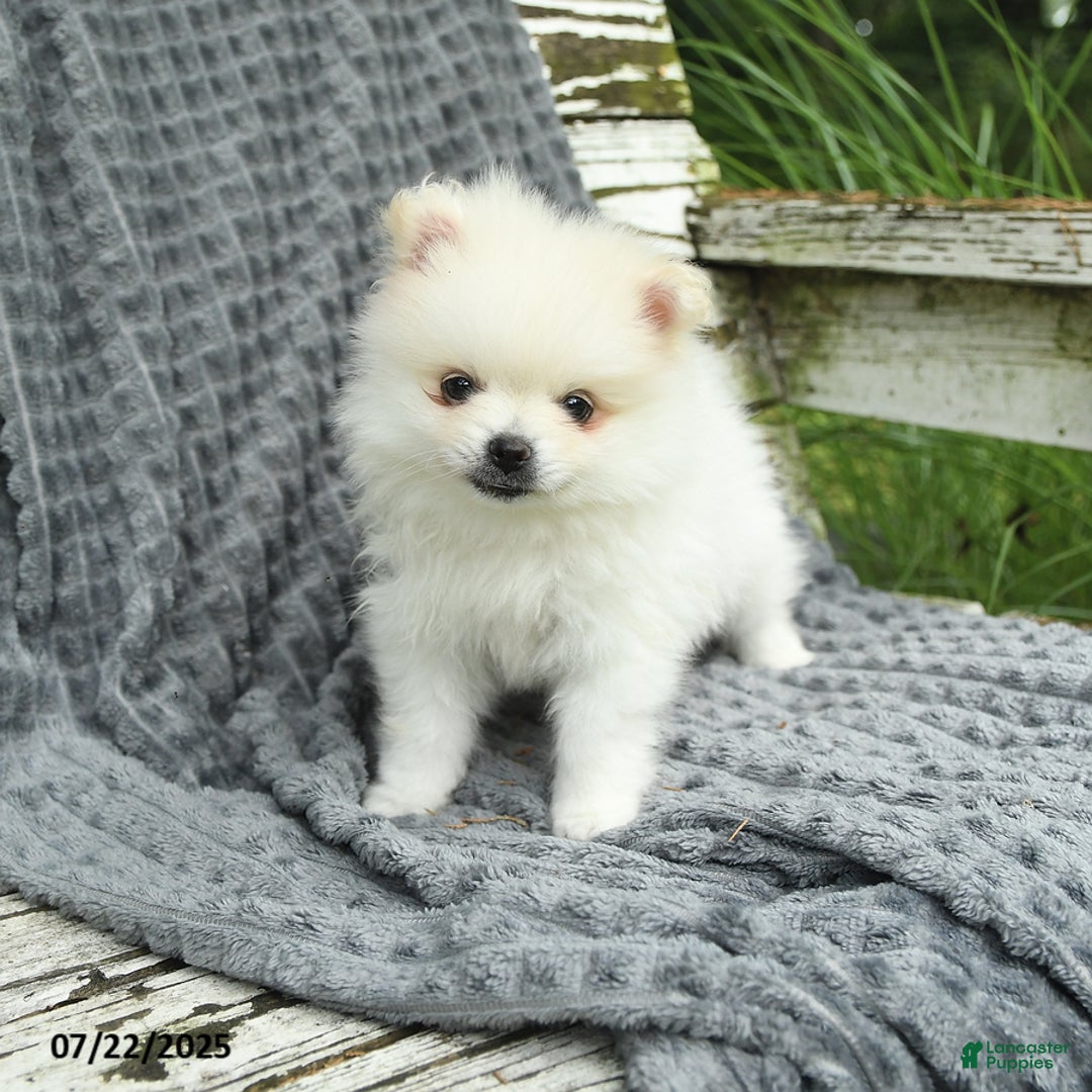 Pomeranian dogs for sale: Winston - Image 1