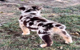 Alaskan Malamute dogs for sale: Trixie - Image 3