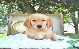 Golden Retriever dogs for sale: Alec - Image 11