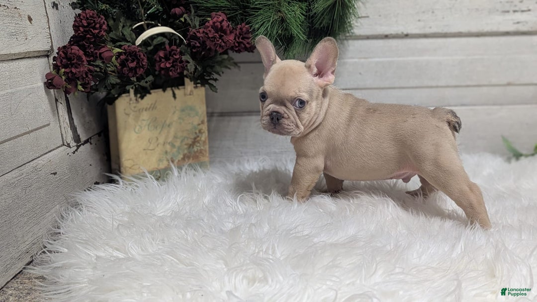 French Bulldog dogs for sale: Lindy - Image 2
