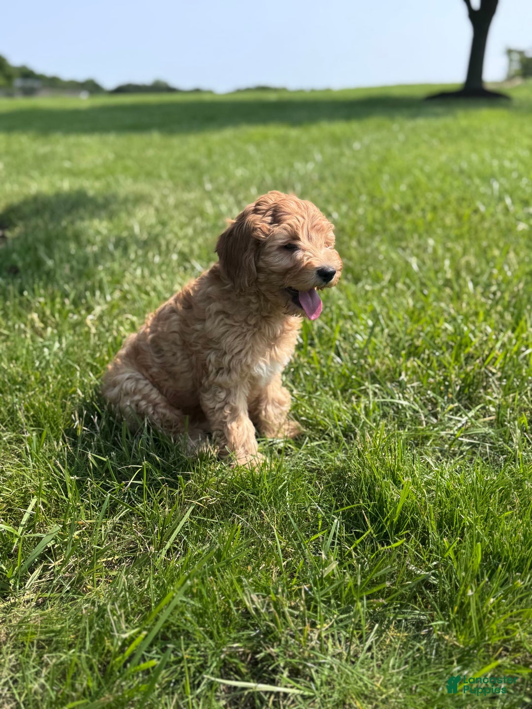 Cavapoo dogs for sale: Wallon - Image 2