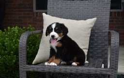 Bernese Mountain Dog dogs for sale: Lexi - Image 3