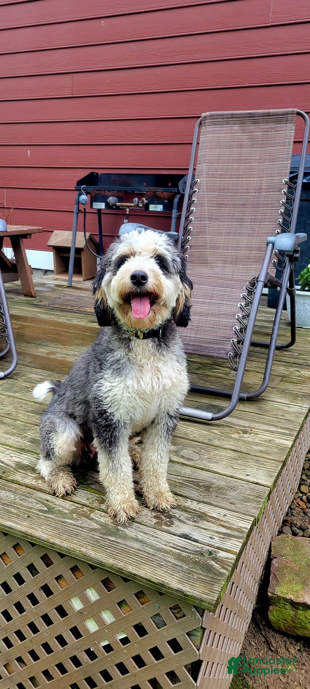 Mini Bernedoodle dogs for sale: Sadie - Image 7