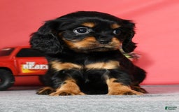 Cavalier King Charles Spaniel dogs for sale: Teddy - Image 7