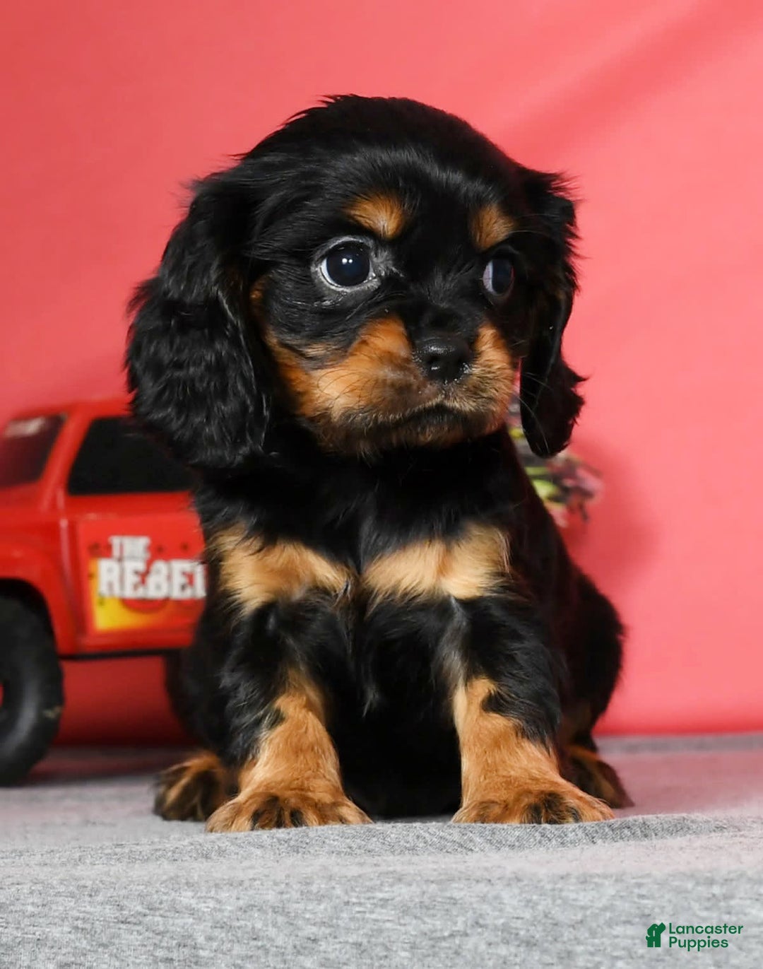 Cavalier King Charles Spaniel dogs for sale: Teddy - Image 7