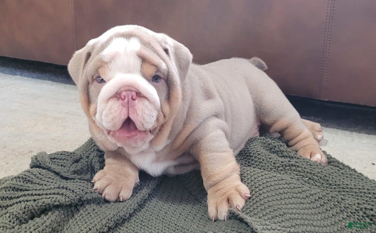 English Bulldog dogs for sale - Ad 2