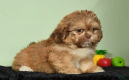 Shih Tzu dogs for sale: Marshall - Image 6