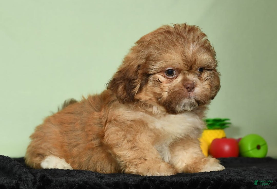 Shih Tzu dogs for sale: Marshall - Image 6