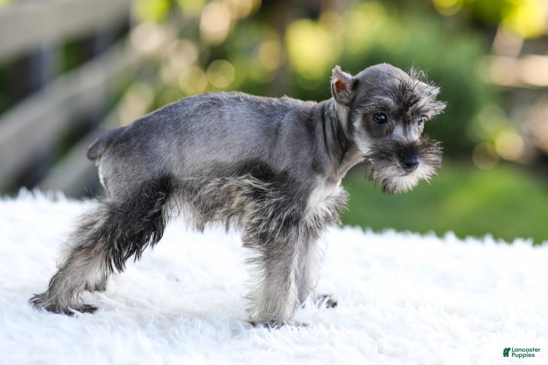 Miniature Schnauzer dogs for sale: Bella - Image 3