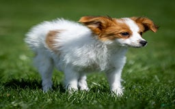 Papillon dogs for sale: Fansie - Image 1