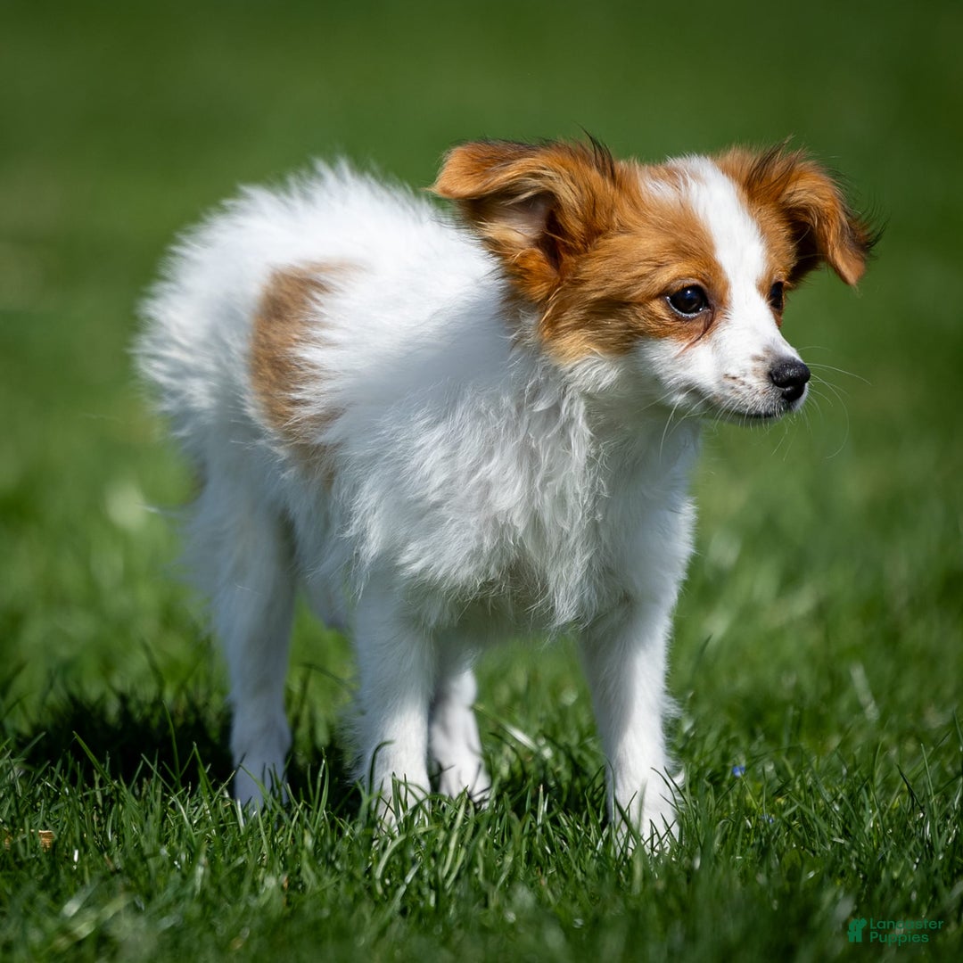 Papillon dogs for sale: Fansie - Image 1