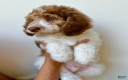 Bernedoodle dogs for sale: Ryder - Image 4