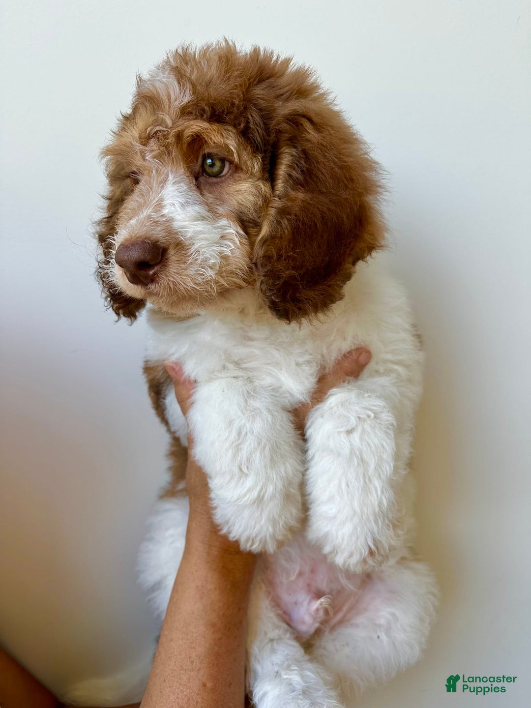 Bernedoodle dogs for sale: Ryder - Image 4