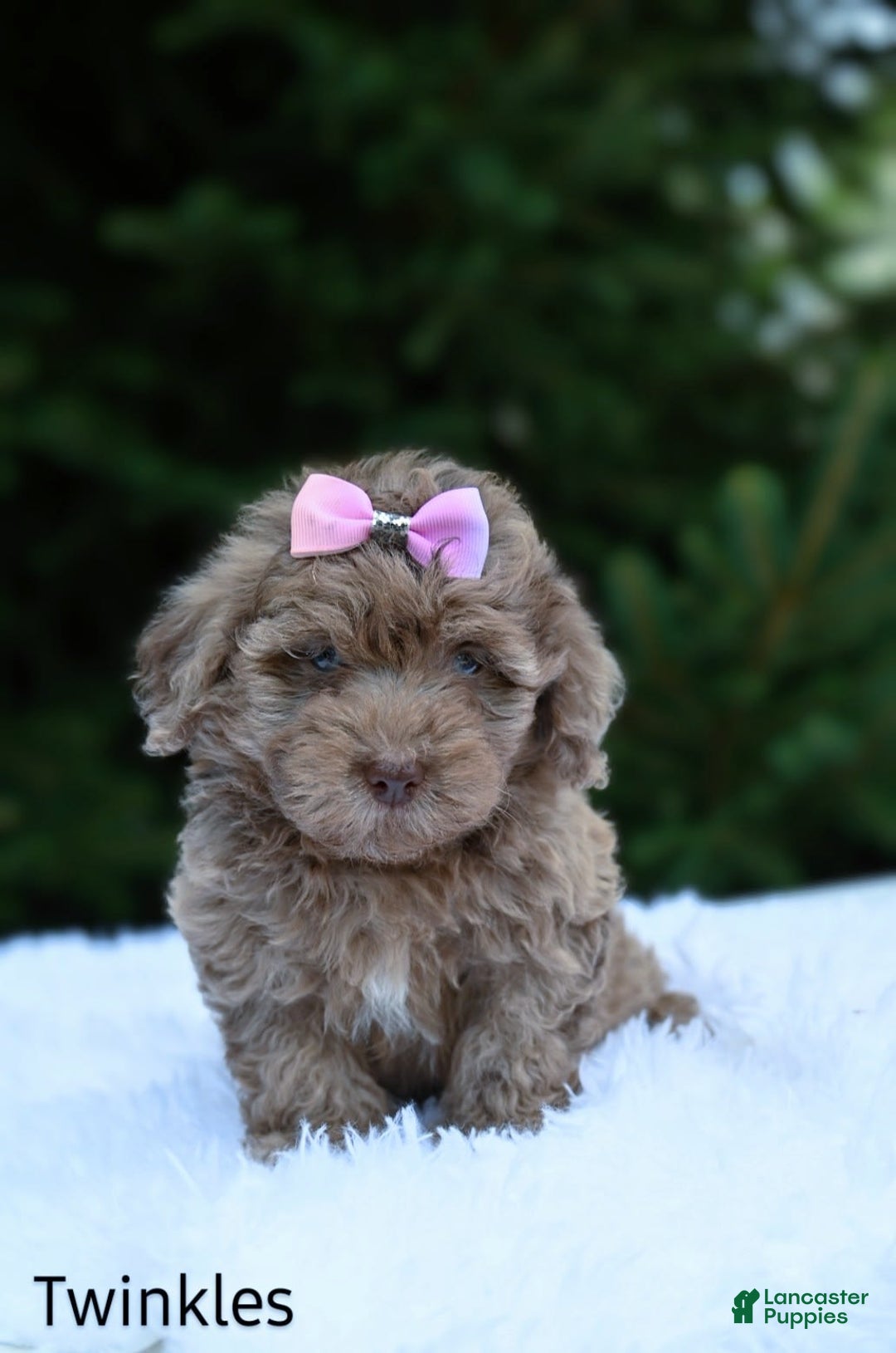 Havapoo dogs for sale: Havapoo 6 puppies - Image 3