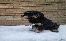 Mini Bernedoodle dogs for sale: Bentley - Image 7