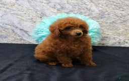 Miniature Poodle dogs for sale: Proctor - Image 4