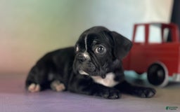 Frenchton dogs for sale: Cora Dna Clear - Image 3
