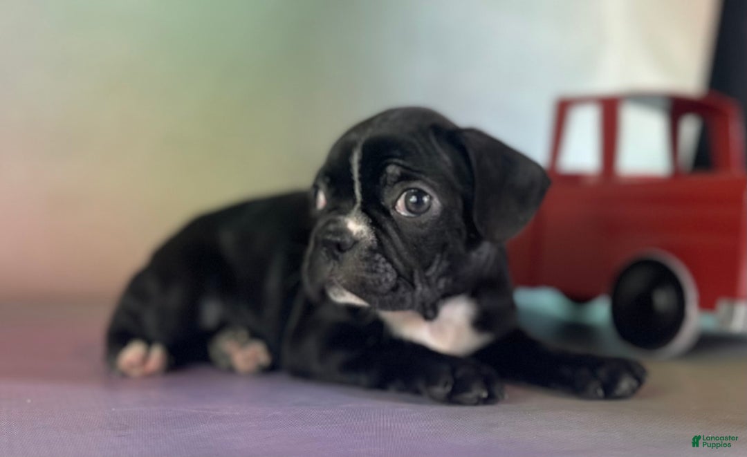 Frenchton dogs for sale: Cora Dna Clear - Image 3