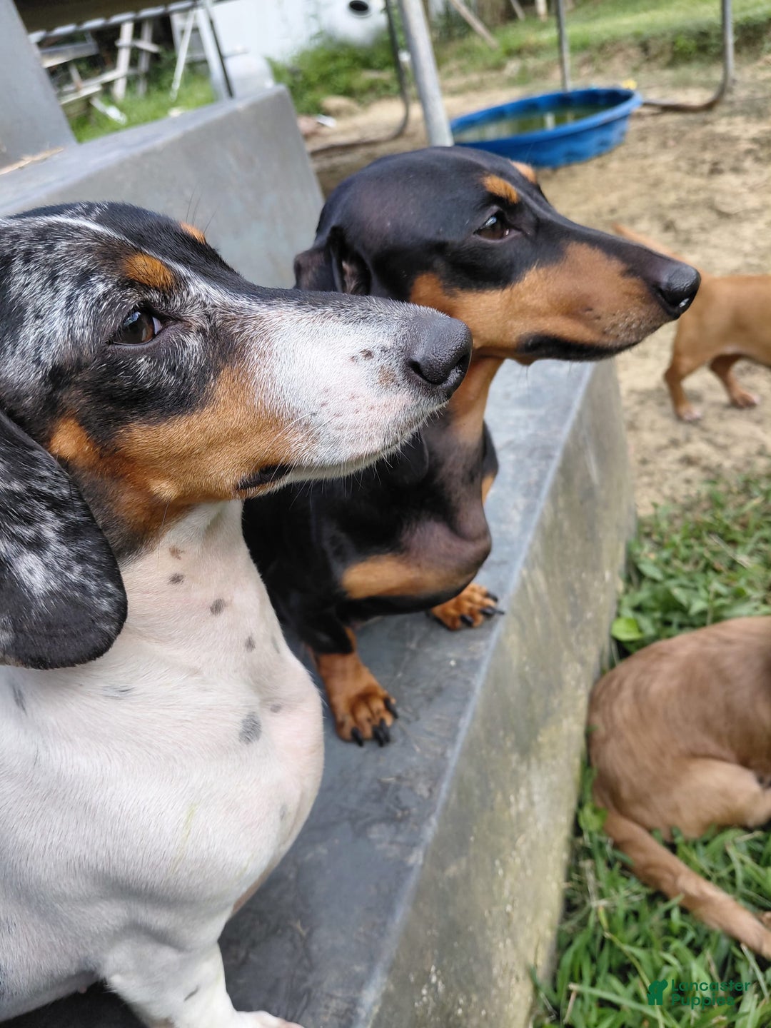 Miniature Dachshund dogs for sale: George - Image 5