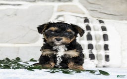 Yochon dogs for sale: Travis - Image 3