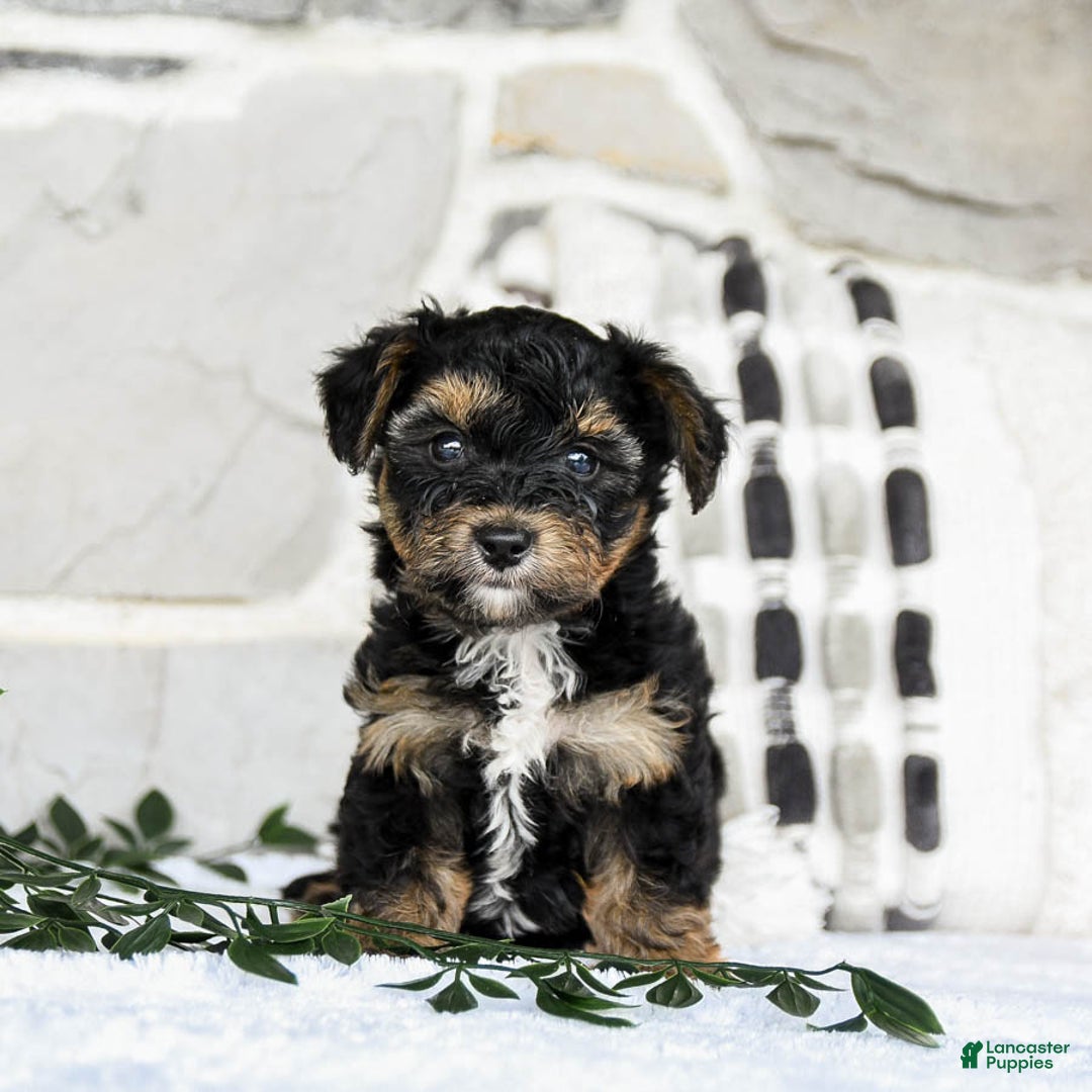 Yochon dogs for sale: Travis - Image 3