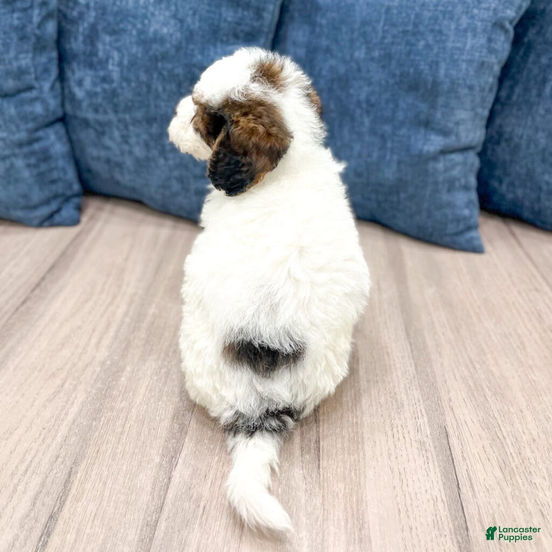 Mini Bernedoodle dogs for sale: Amelia - Image 4