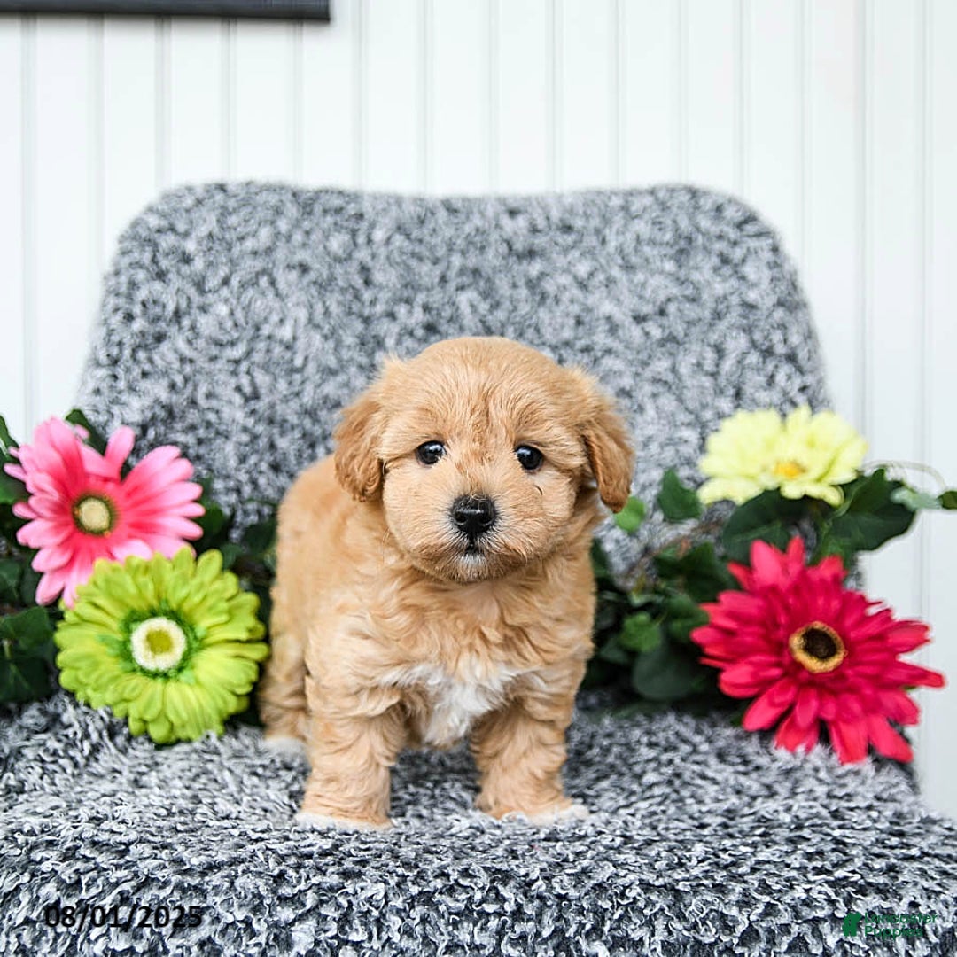 Maltipoo dogs for sale: Beauty - Image 3