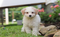 Mini Aussiedoodle dogs for sale: Dottie - Image 2