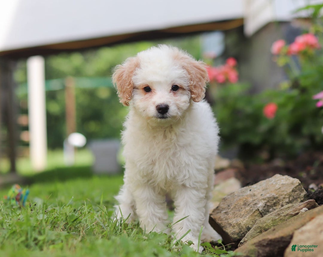 Mini Aussiedoodle dogs for sale: Dottie - Image 2