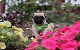 Pug dogs for sale: Ace - Image 9