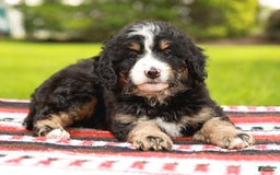 Mini Bernedoodle dogs for sale: Selah - Image 13